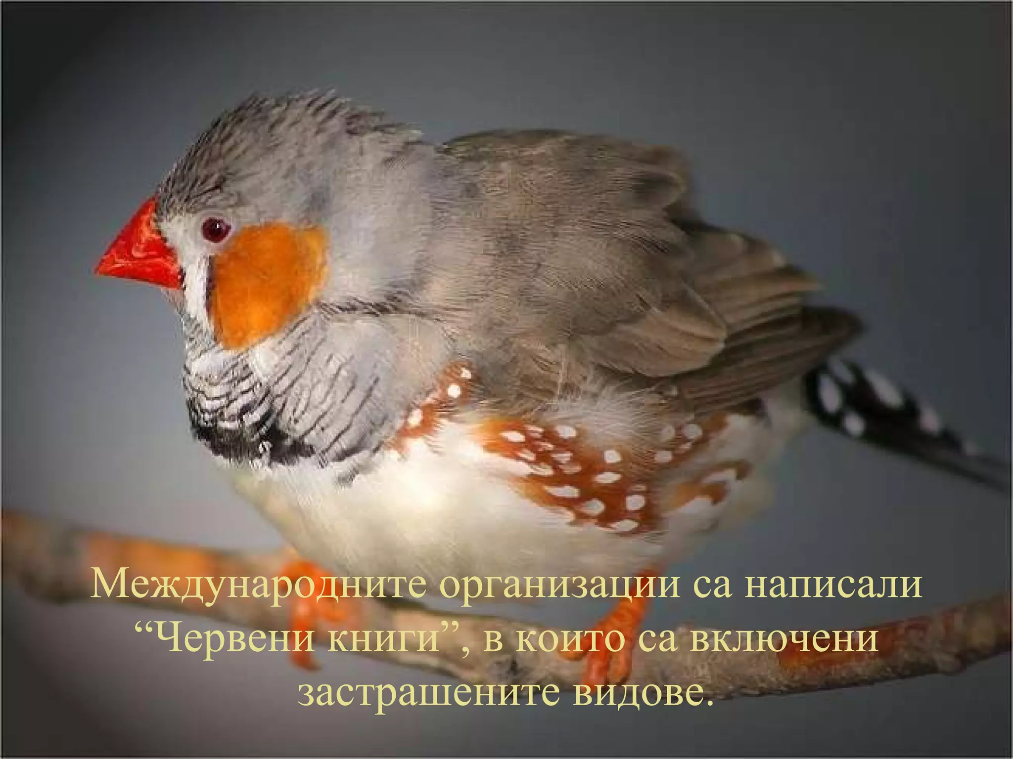 Международните организации са написали “Червени книги”, в които са включени застрашените видове. 