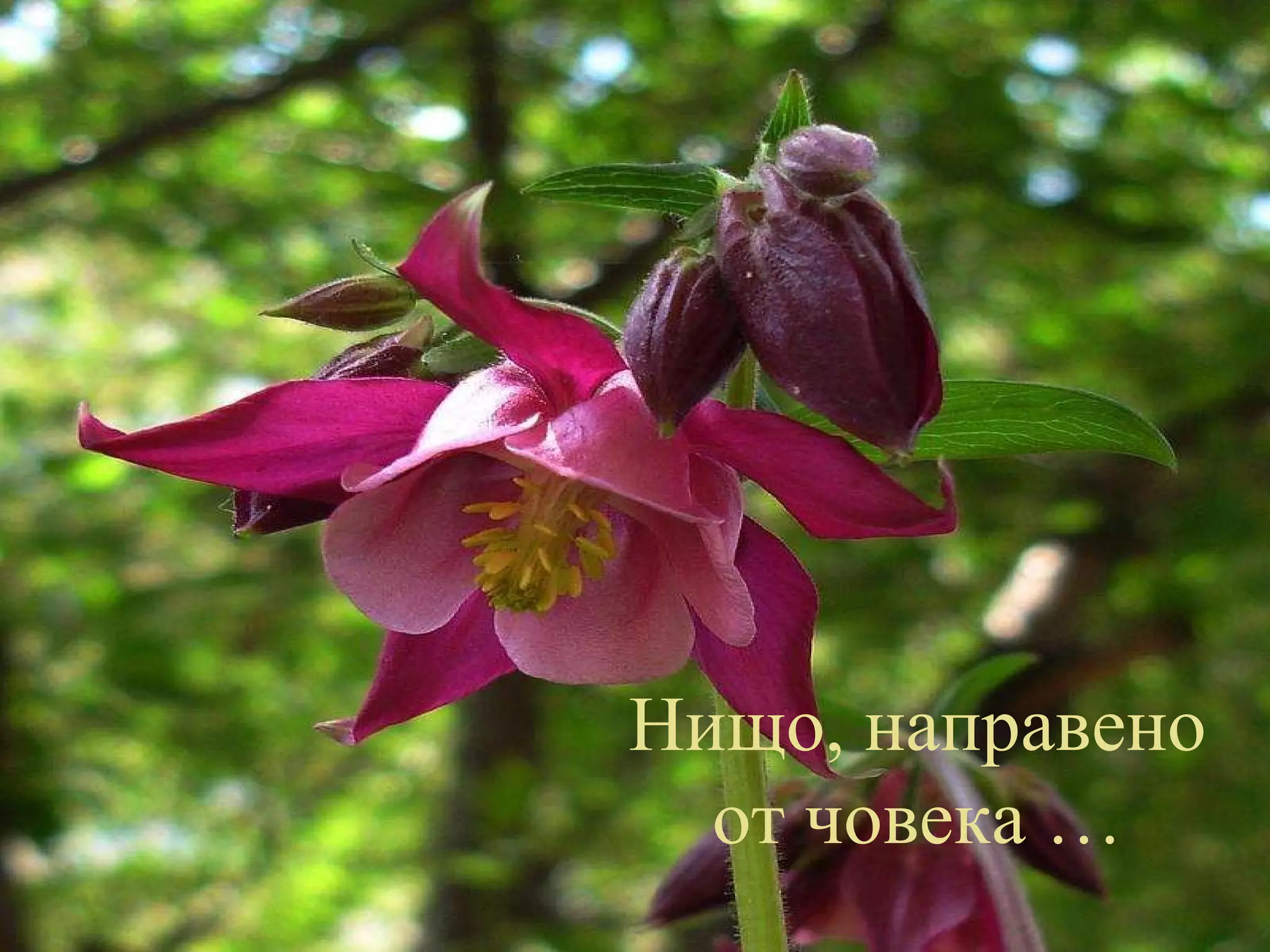 Нищо, направено от човека … 