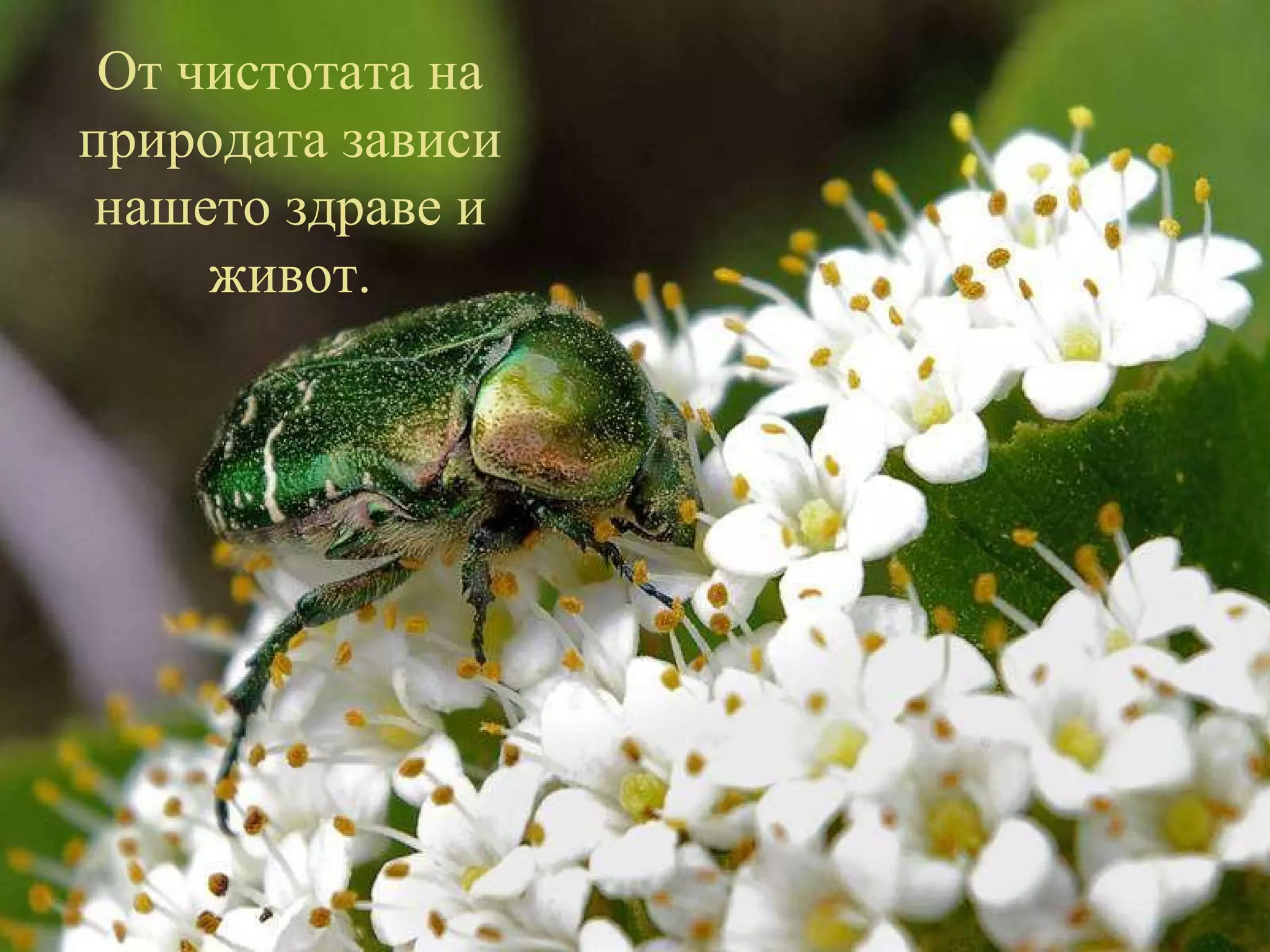 От чистотата на природата зависи нашето здраве и живот. 