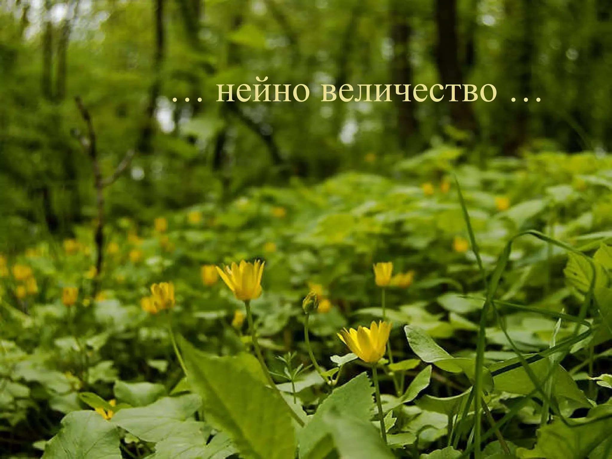 …  нейно величество … 