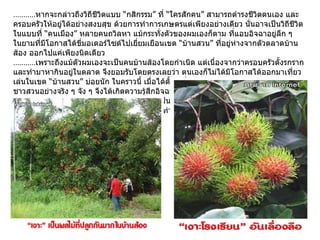 ........... หากจะกล่าวถึงวิถีชีวิตแบบ “กสิกรรม” ที่ “ใครสักคน” สามารถดำรงชีวิตตนเอง และครอบครัวให้อยู่ได้อย่างสงบสุข ด้วยการทำการเกษตรแต่เพียงอย่างเดียว นั่นอาจเป็นวิถีชีวิตในแบบที่ “คนเมือง” หลายคนถวิลหา แม้กระทั่งตัวของผมเองก็ตาม ที่แอบอิจฉาอยู่ลึก ๆ  ในยามที่มีโอกาสได้ขี่มอเตอร์ไซด์ไปเยี่ยมเยือนเขต “บ้านสวน” ที่อยู่ห่างจากตัวตลาดบ้านส้อง ออกไปแค่เพียงนิดเดียว ........... เพราะถึงแม้ตัวผมเองจะเป็นคนบ้านส้องโดยกำเนิด แต่เนื่องจากว่าครอบครัวตั้งรกราก และทำมาหากินอยู่ในตลาด จึงยอมรับโดยตรงเลยว่า ตนเองก็ไม่ได้มีโอกาสได้ออกมาเที่ยวเล่นในเขต “บ้านสวน” บ่อยนัก ในคราวนี้ เมื่อได้ตั้งใจขี่มอเตอร์ไซด์ออกมาสัมผัสกับชีวิตชาวสวนอย่างจริง ๆ จัง ๆ จึงได้เกิดความรู้สึกอิจฉาในวิถีชีวิตแบบนี้อยู่ไม่น้อยเหมือนกัน เพราะเป็นความจริงที่ว่า เกษตรกรที่นี่ ไม่ว่าจะเป็นชาวสวน “ยางพารา” หรือสวน “ผลไม้” ต่างก็ดำรงชีวิตตนเองและเลี้ยงครอบครัวอยู่ได้ ท่ามกลางเรือกสวนอันร่มรื่นเหล่านี้ มานานแสนนานเต็มทีแล้ว  