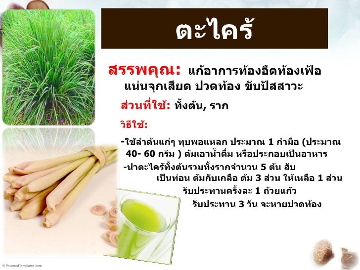 ผลการค้นหารูปภาพสำหรับ ประโยชน์หัวตะไคร้