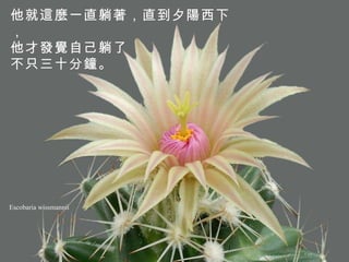 Escobaria wissmannii 他就這麼一直躺著，直到夕陽西下， 他才發覺自己躺了 不只三十分鐘。   