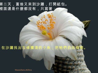 Mammillaria albiflora 第二天，富翁又來到沙灘，打開紙包。 裡面還是什麼都沒有，只寫著：   在沙灘找出五條擱淺的小魚，把牠們扔回海裡。   