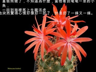 Matucana krahnii 富翁照做了，不知道為什麼，當他看到奄奄一息的小魚， 一回到海裡馬上生龍活虎，   他突然覺得心情好像好一些了，於是扔了一條又一條。   