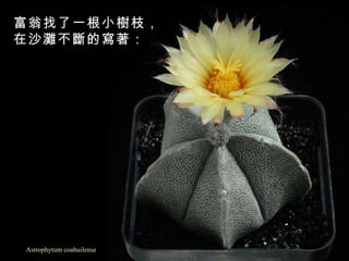 Astrophytum coahuilense 富翁找了一根小樹枝， 在沙灘不斷的寫著：   