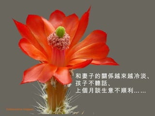 Echinocereus klapperi 和妻子的關係越來越冷淡、 孩子不聽話、 上個月談生意不順利……  