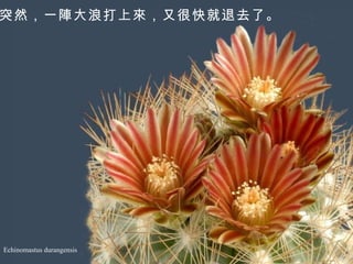 Echinomastus durangensis 突然，一陣大浪打上來，又很快就退去了。   