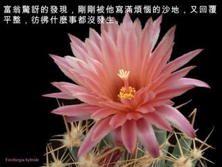 Ferobergia hybride 富翁驚訝的發現，剛剛被他寫滿煩惱的沙地，又回覆平整，彷彿什麼事都沒發生。   