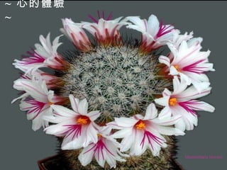 Mammillaria slevinii ~  心的體驗  ~   