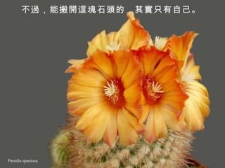 Parodia spaniosa 不過，能搬開這塊石頭的，其實只有自己。   
