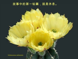 Echinocereus subinermis 故事中的第一帖藥，就是休息。   