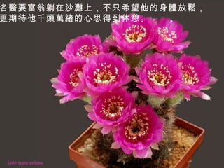 Lobivia peclardiana 名醫要富翁躺在沙灘上，不只希望他的身體放鬆， 更期待他千頭萬緒的心思得到休憩。   