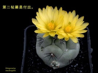 Ortegocactus macdougallii 第二帖藥是付出。 
