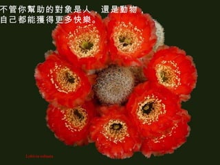 Lobivia robusta 不管你幫助的對象是人，還是動物， 自己都能獲得更多快樂。 