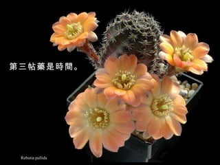 Rebutia pallida 第三帖藥是時間。 