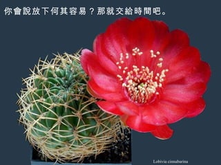 Lobivia cinnabarina 你會說放下何其容易？那就交給時間吧。 