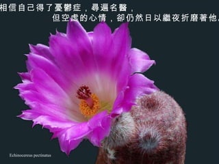Echinocereus pectinatus 他相信自己得了憂鬱症，尋遍名醫， 但空虛的心情，卻仍然日以繼夜折磨著他。  