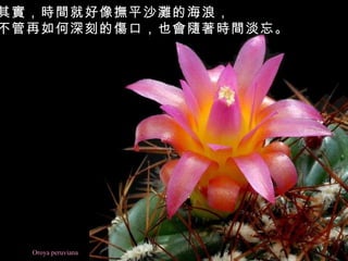 Oroya peruviana 其實，時間就好像撫平沙灘的海浪， 不管再如何深刻的傷口，也會隨著時間淡忘。   