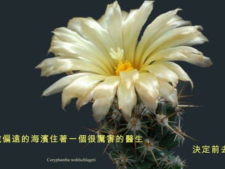 Coryphantha wohlschlageri 某天， 他聽說偏遠的海濱住著一個很厲害的醫生， 決定前去看診。   