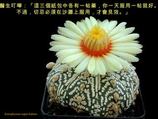 Astrophytum super kabuto 醫生叮嚀：「這三個紙包中各有一帖藥，你一天服用一帖就好。 不過，切忌必須在沙灘上服用，才會見效。」   