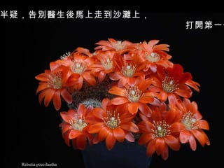 Rebutia poecilantha 富翁半信半疑，告別醫生後馬上走到沙灘上， 打開第一個紙包。   