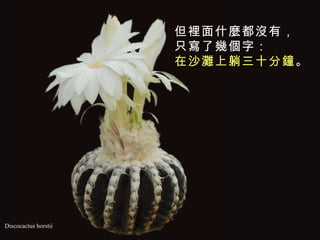 Discocactus horstii 但裡面什麼都沒有， 只寫了幾個字： 在沙灘上躺三十分鐘 。   