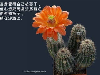 Echinocereus polyacanthus 富翁覺得自己被耍了， 但心想死馬當活馬醫吧， 便依照指示， 躺在沙灘上。   