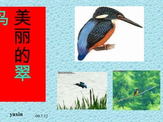 美丽的 翠鸟 yuxin 09.7.12 