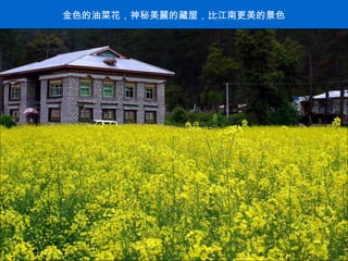 金色的油菜花，神秘美麗的藏屋，比江南更美的景色 . 