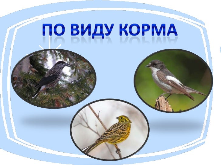 Домкрат почему так назвали