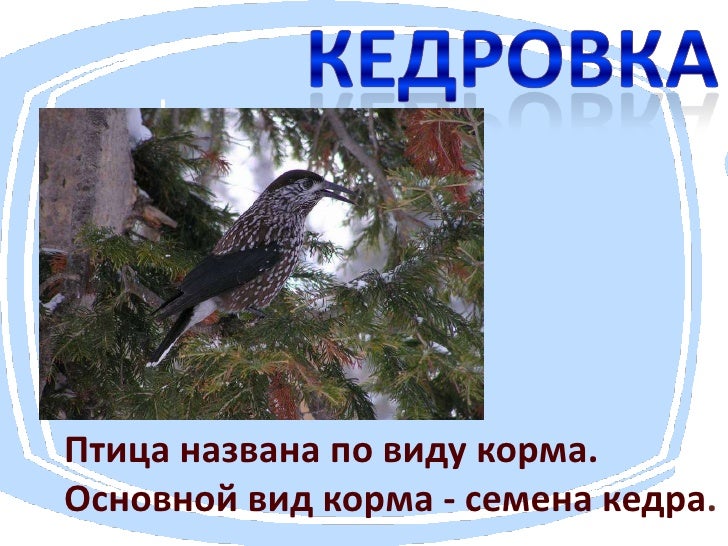 Домкрат почему так назвали