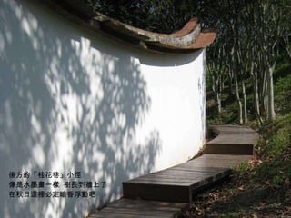 後方的「桂花巷」小徑  像是水墨畫一樣  樹長到牆上了 在秋日這裡必定暗香浮動吧 