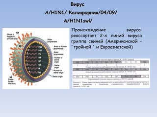 Вирус    А/ H1N1 /   Калифорния /04 /09/  A / H1N1swl /  Происхождение вируса: реассортант 2-х линий вируса гриппа свиней (Американской – ` тройной  `  и Евроазиатской) 
