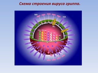 Схема строения вируса гриппа. 