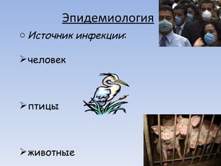 Эпидемиология Источник инфекции : человек  птицы  животные  