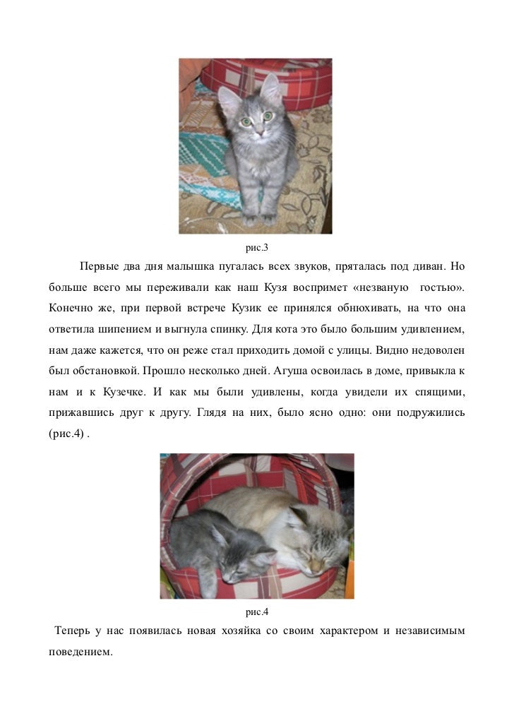 Курсовая работа кошки. Как описать кота. Курсовая работа кошки. Презентация про кошек. Курсовая работа кошки.