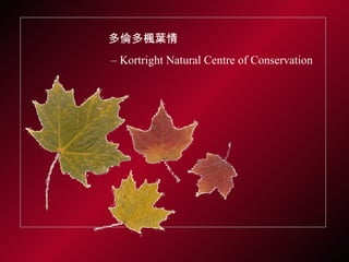 多倫多楓葉情 –  Kortright Natural Centre of Conservation 
