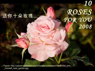 10 ROSES   FOR YOU 2008 送你十朵玫瑰… Figure: http://upload.wikimedia.org/wikipedia/commons/4/4e/Bridal_pink_-_morwell_rose_garden.jpg 