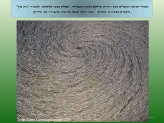 ה '/ תשרי / תש " ע מעגלי תבואה מתגלים בכל יופיים ודיוקם במבט מהאוויר  .  ואולם כדאי לפעמים  לעשות  " זום אין "    ולצפות בצמחים  מקרוב  -  כאן חיטה יבשה שרועה  בתצורה של הוריקן  . 