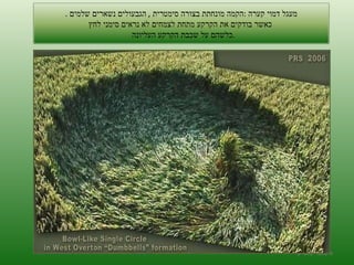 ה '/ תשרי / תש " ע מעגל דמוי קערה  : הקמה מונחתת בצורה סימטרית  ,  הגבעולים נשארים שלמים  .   כאשר בודקים את הקרקע מתחת לצמחים לא נראים סימני לחץ  כלשהם על שכבת הקרקע העליונה  . 