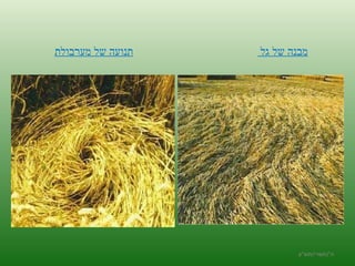 ה '/ תשרי / תש " ע מבנה של גל  תנועה של מערבולת 