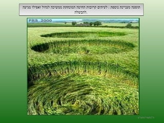 תופעה מעניינת נוספת  :  לעיתים קרובות החיטה המונחתת ממשיכה לגדול ואפילו מגיעה להבשלה  .  ה '/ תשרי / תש " ע 