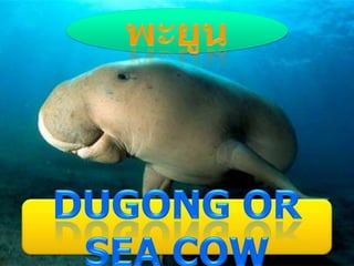 พะยูน DUGONG OR SEA COW 