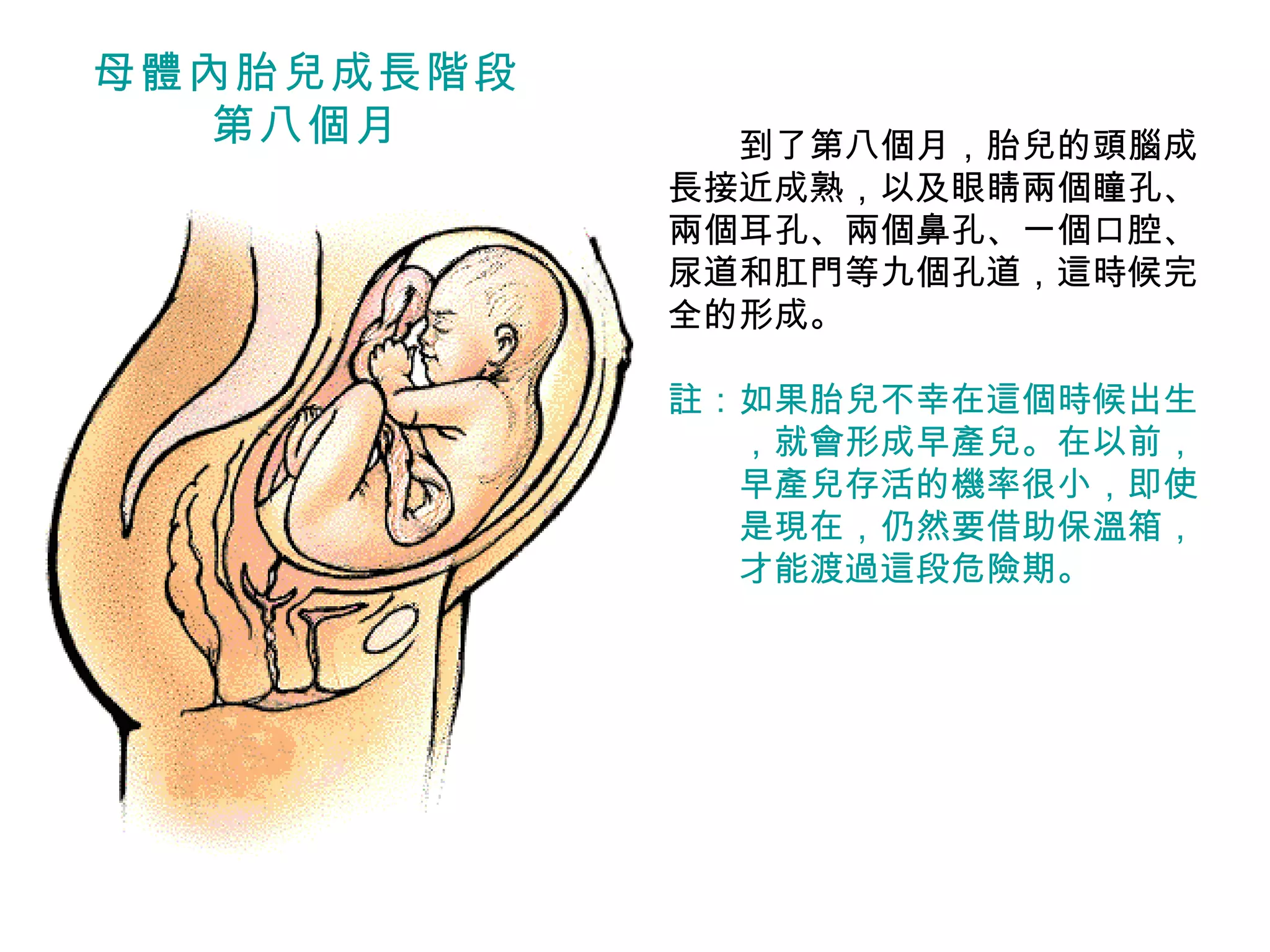 　　 到了第八個月，胎兒的頭腦成長接近成熟，以及眼睛兩個瞳孔、兩個耳孔、兩個鼻孔、一個口腔、尿道和肛門等九個孔道，這時候完全的形成。 註：如果胎兒不幸在這個時候出生 　　，就會形成早產兒。在以前， 　　早產兒存活的機率很小，即使 　　是現在，仍然要借助保溫箱， 　　才能渡過這段危險期。 母體內胎兒成長階段 第八個月 