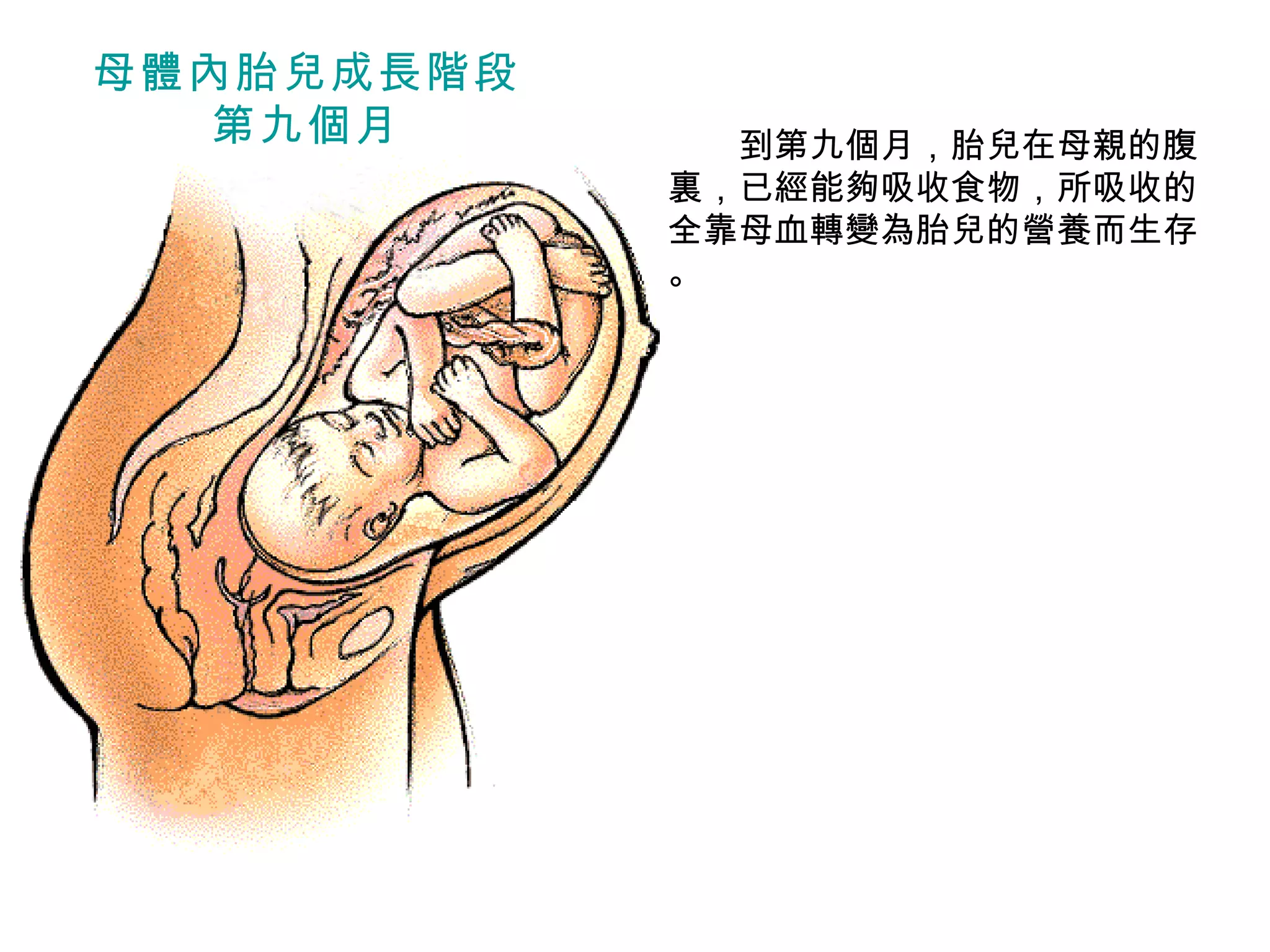 　　 到第九個月，胎兒在母親的腹裏，已經能夠吸收食物，所吸收的全靠母血轉變為胎兒的營養而生存 。 母體內胎兒成長階段 第九個月 