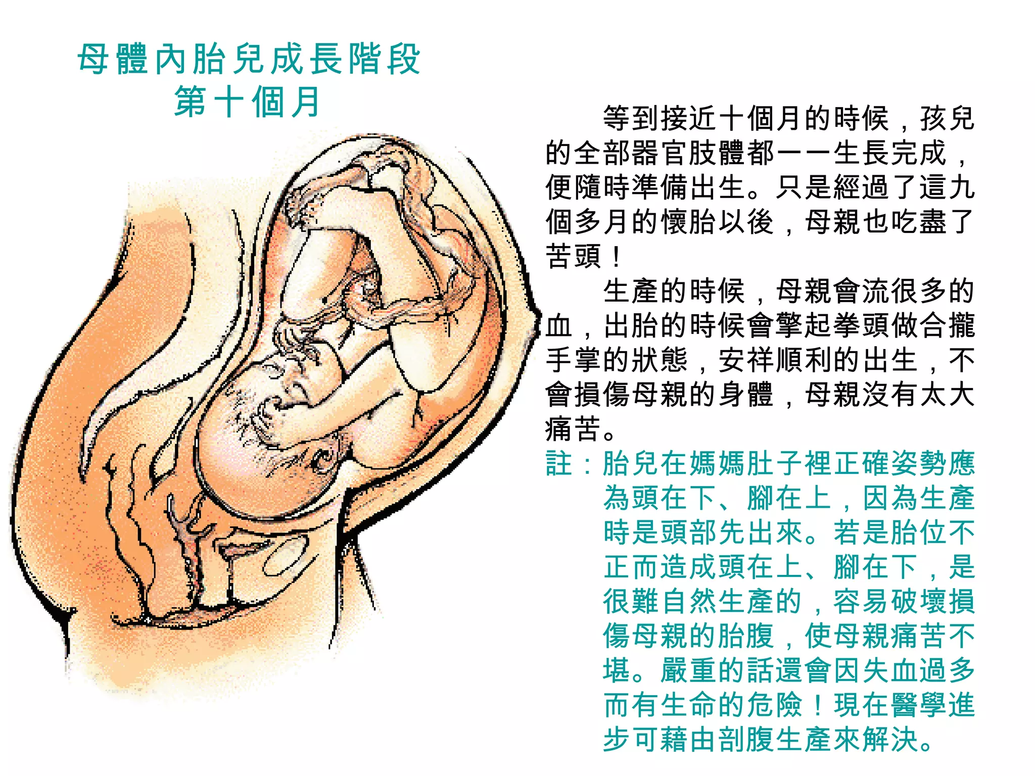 　　 等到接近十個月的時候，孩兒的全部器官肢體都一一生長完成，便隨時準備出生。只是經過了這九個多月的懷胎以後，母親也吃盡了苦頭！ 　　生產的時候，母親會流很多的血，出胎的時候會擎起拳頭做合攏手掌的狀態，安祥順利的出生，不會損傷母親的身體，母親沒有太大痛苦。 註：胎兒在媽媽肚子裡正確姿勢應 　　為頭在下、腳在上，因為生產 　　時是頭部先出來。若是胎位不 　　正而造成頭在上、腳在下，是 　　很難自然生產的，容易破壞損 　　傷母親的胎腹，使母親痛苦不 　　堪。嚴重的話還會因失血過多 　　而有生命的危險！現在醫學進 　　步可藉由剖腹生產來解決。 母體內胎兒成長階段 第十個月 