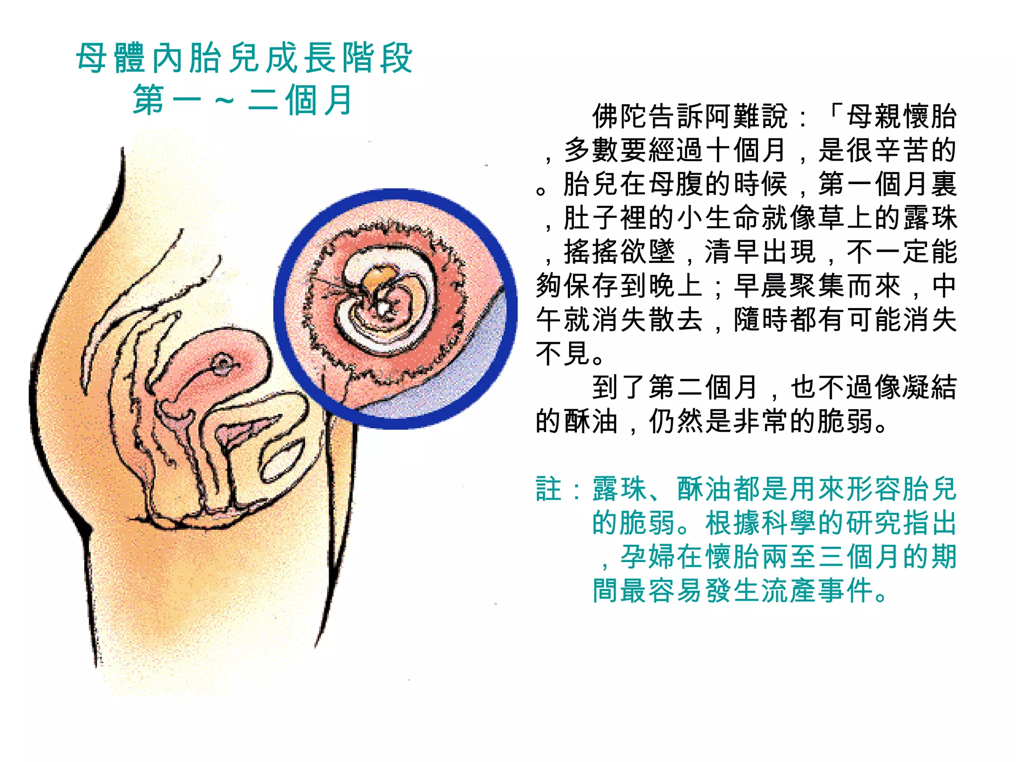 　　 佛陀告訴阿難說：「母親懷胎 ，多數要經過十個月，是很辛苦的 。胎兒在母腹的時候，第一個月裏 ，肚子裡的小生命就像草上的露珠 ，搖搖欲墜，清早出現，不一定能夠保存到晚上；早晨聚集而來，中午就消失散去，隨時都有可能消失不見。 　　到了第二個月，也不過像凝結的酥油，仍然是非常的脆弱。 註：露珠、酥油都是用來形容胎兒 　　的脆弱。根據科學的研究指出 　　，孕婦在懷胎兩至三個月的期 　　間最容易發生流產事件。 母體內胎兒成長階段 第一～二個月 