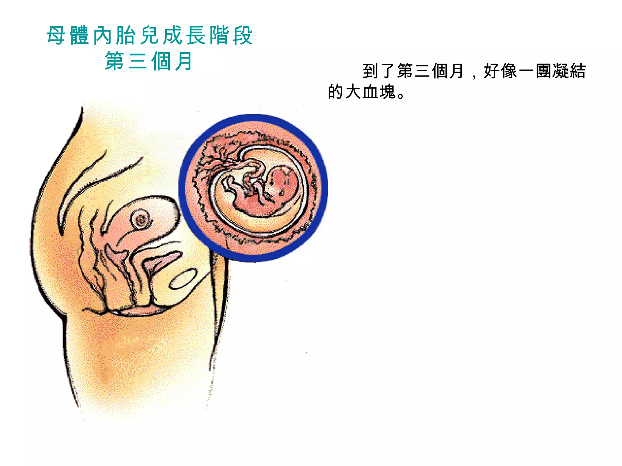 　　 到了第三個月，好像一團凝結的大血塊。 母體內胎兒成長階段 第三個月 