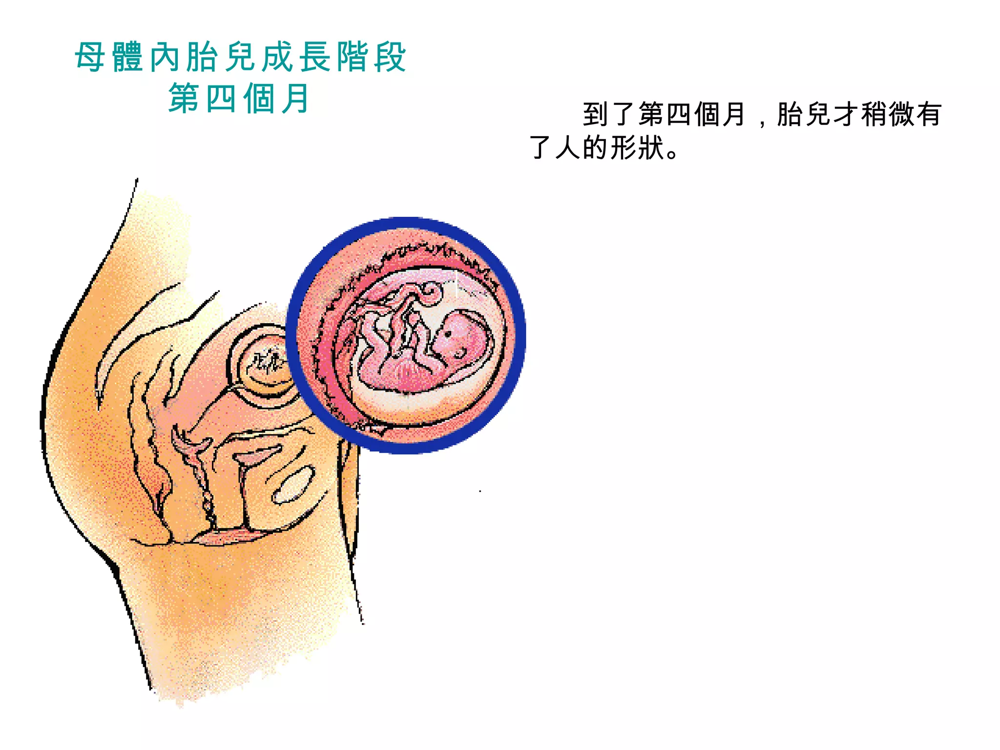　　到了第四個月，胎兒才稍微有了人的形狀。  母體內胎兒成長階段 第四個月 